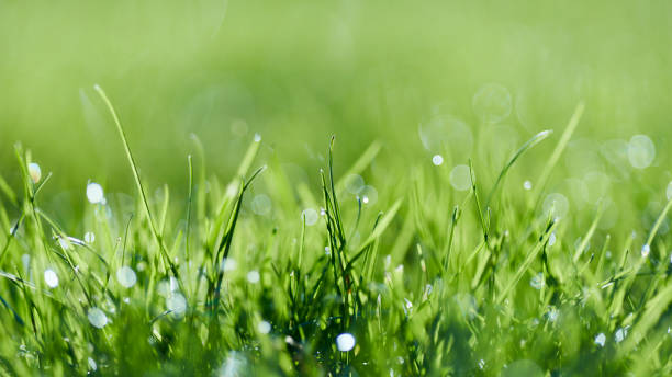 istock green grass macro closeup with bokeh background 2187596764