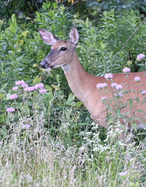 istock Doe and Wildflowers 2187596947