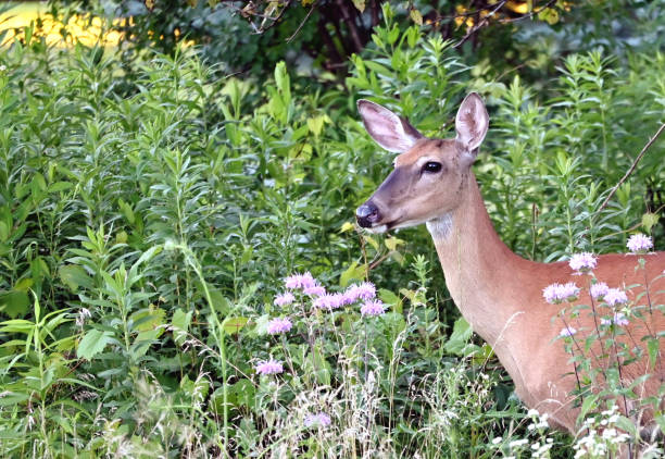 istock Deer in Wildflowers 2187596963