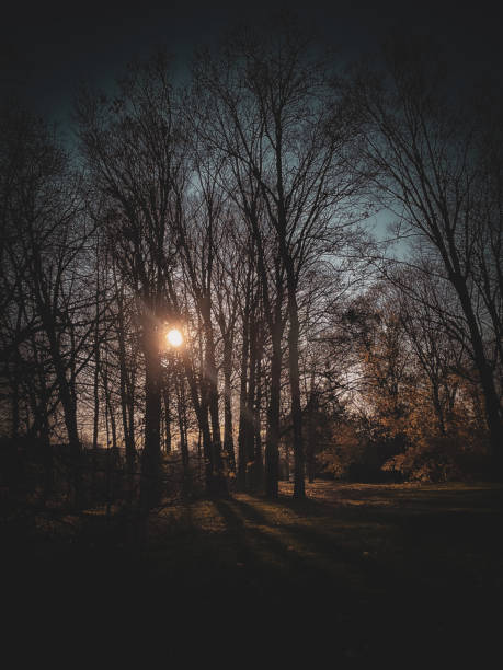 istock Whispers of the forest at golden hour 2187598607