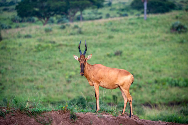 istock antelope in murchison national parc 2187598841