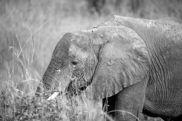 istock elephant in murchison falls national parc 2187598894