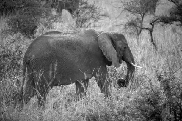 istock elephant in murchison falls national parc 2187599197