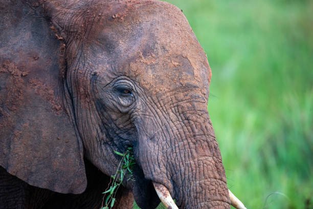 istock elephant in murchison falls national parc 2187599222