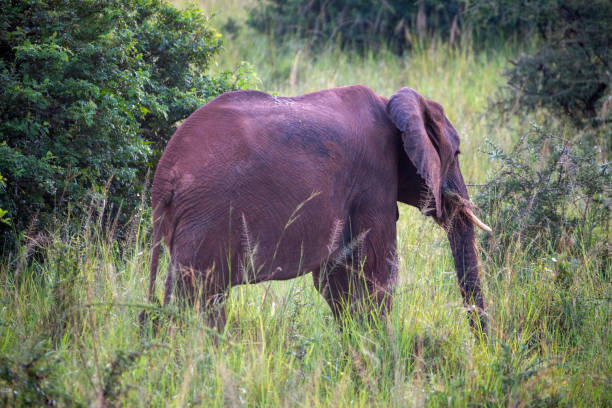 olifant in murchison falls nationaal park