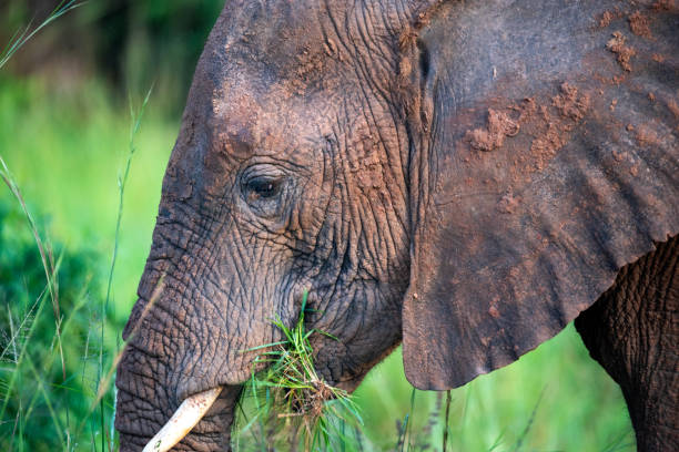 istock elephant in murchison falls national parc 2187599297