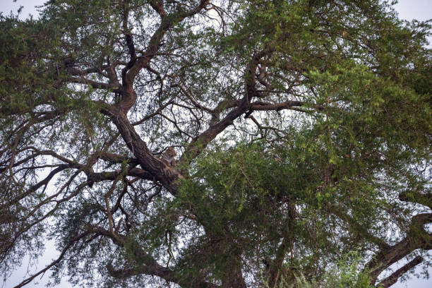leeuw in een boom in murchison falls national parc
