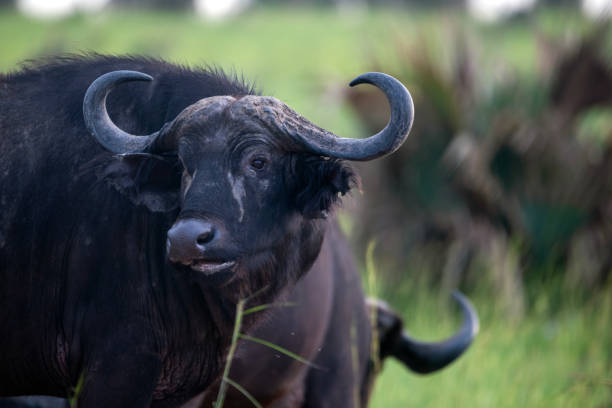 istock waterbuffel in murchison falls national parc 2187600471