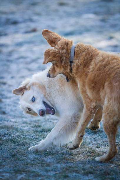 Two dogs playing  in the cold frosty morning.
