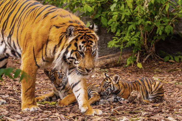 istock Sumatran tiger family with two little cubs 2187602269