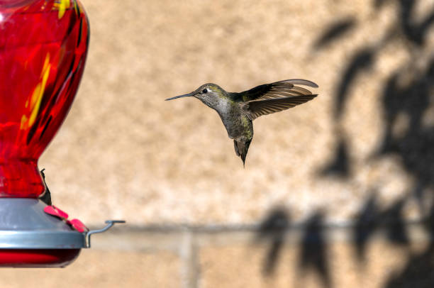 Shot one of three:  Anna’s Hummingbird hovers gracefully with its wings extended behind it, showcasing iridescent feathers in stunning detail. The background features a textured block wall, complemented by soft shadows of trees to the right, adding depth and contrast to this serene backyard moment.