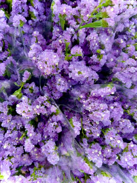 Dense clusters of bright purple flowers, probably a statice (Limonium), are distinctive for their papery texture and long-lasting beauty. The flowers are clustered tightly together, with small green stems and leaves.