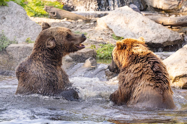 istock two Wild brown bear ,ursus arctos playing 2187604218