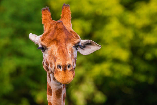 istock Giraffe in selective focus on green natural background 2187604363