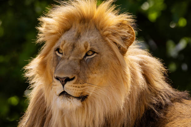 istock close-up image of a lion's head. expression is calm and majestic 2187604534