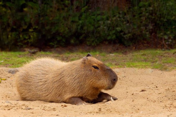 istock Capybara Kapibara Hydrochoerus hydrochaeris 2187604535
