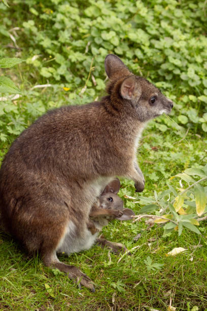 istock Bennett's wallaby Macropus or Notamacropus rufogriseus 2187604546