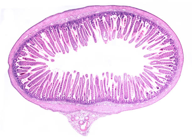 istock Small intestine. Villi 2187604562