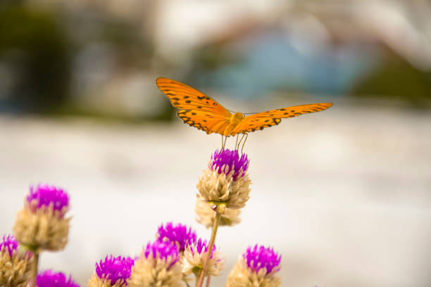 black dotted High Brown Fritillary  upperwing beautiful butterfly with yellow lantana flower in plant garden plant