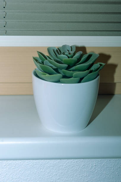 plant in a pot on a window house interior