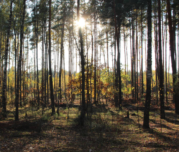 istock beam of light forces its way through trees. Light between trees in forest. 2187606719