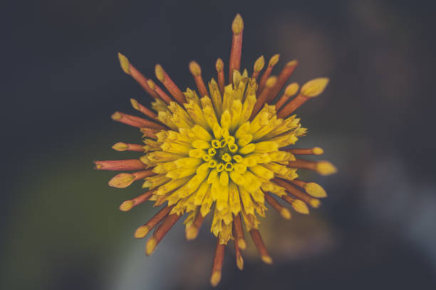 An orange and yellow flower of the chrysanthemum plant. Zenithal Image