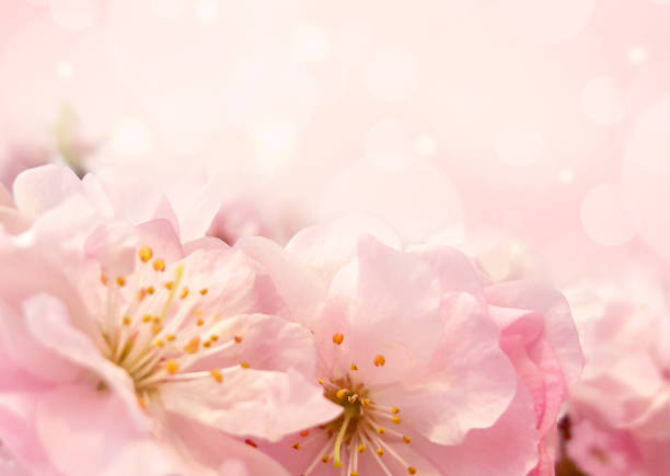 Selective focus. Spring background - pink Sakura flowers, blurred background with place for text. Template for design. Pastel Dreamy Cherry Blossoms Wallpaper.