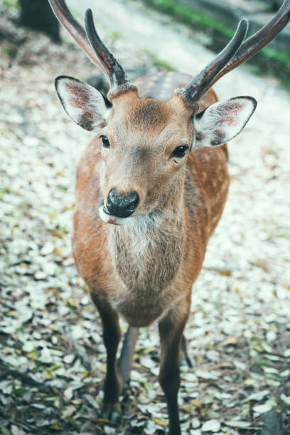 istock Close up portrait of a sika deer. 2187608762