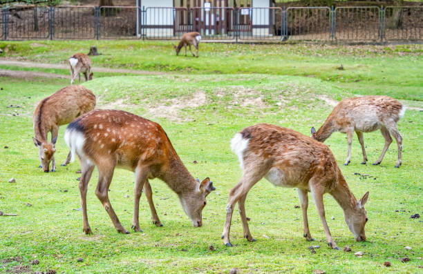 istock Sika deer grazing on the green meadow in Nara park. 2187608798