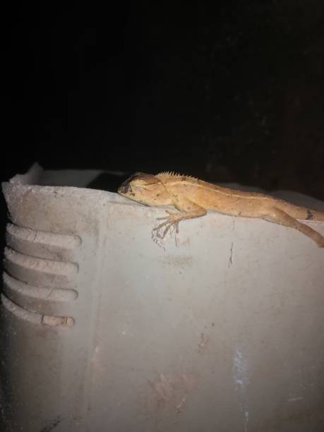 istock The chameleon seat on the bottle 2187608844