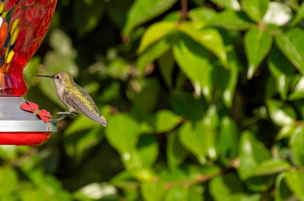 istock Annas Hummingbird on Feeder with Negative Space 2187609783
