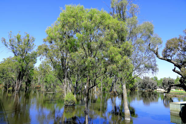 Trees at Yellow Water Billabong in Northern Territory, Australia