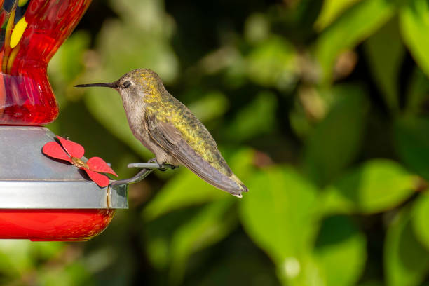 Rufous or Allen's hummingbird in flight