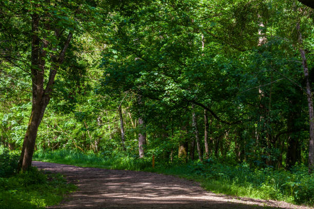 istock A winding dirt path leads through a lush green forest, dappled with sunlight 2187612048