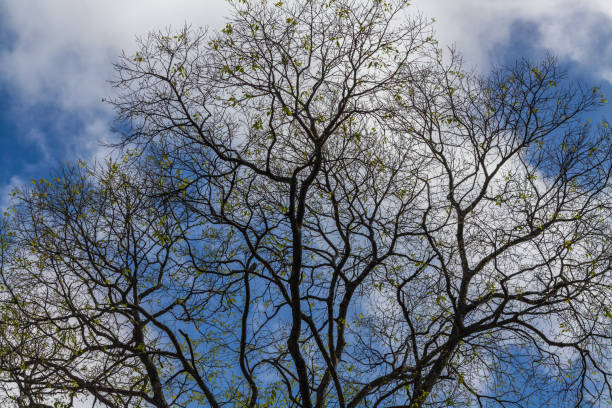 A bare tree branches out against a cloudy sky, with a hint of new leaves emerging