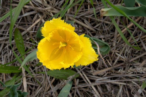 Bright yellow tulip in a sunny meadow with blurry background close up