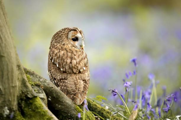 istock Tawny Owl Among Bluebells 2187613074