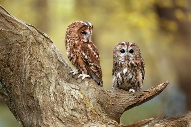 istock Tawny owls on a tree branch in the forest 2187613077