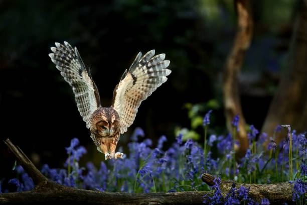 istock Owl in Flight Over Bluebells 2187613087