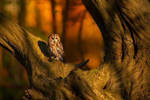 istock Tawny owl in autumn forest 2187613107