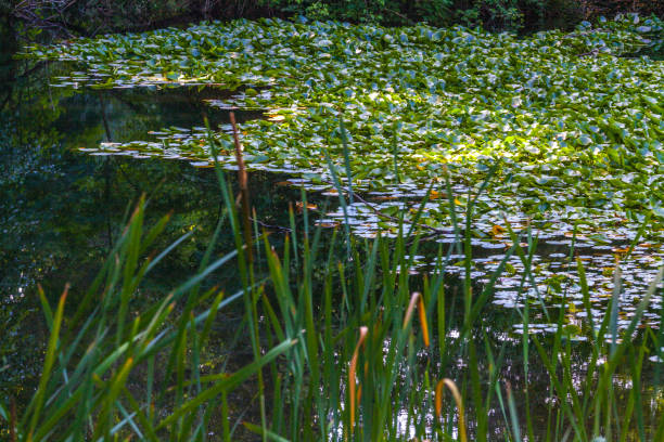 istock A tranquil pond covered in lush green lily pads, with tall reeds lining the edge 2187613563