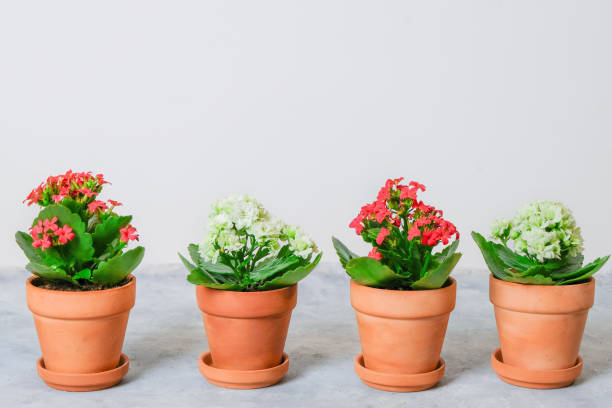 istock Kalanchoe plants in pots with red and white flowers on light background with copy space 2187614362