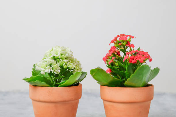 istock Kalanchoe plants in pots with red and white flowers on light background with copy space 2187614372