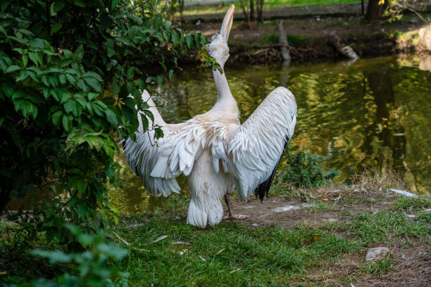 White pelican at a zoo at warm day