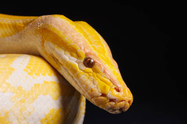 Ball Python