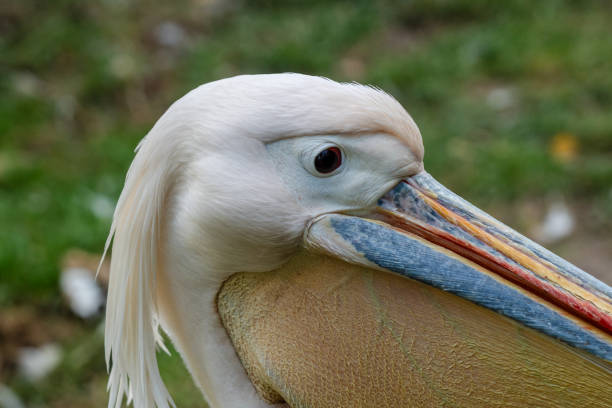 istock View on white pelican resting at warm day 2187614579