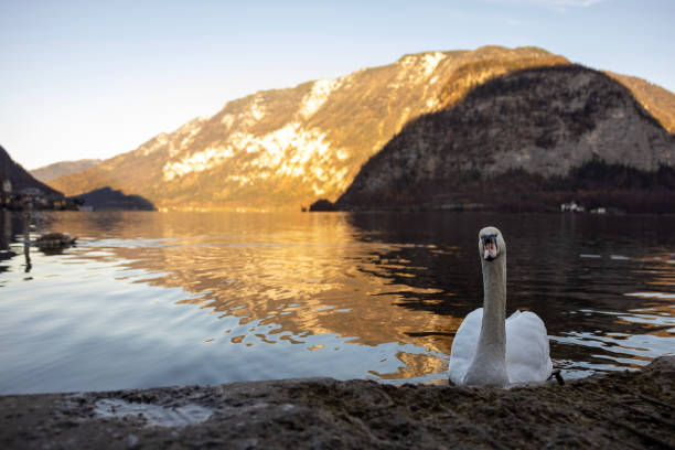 a swan near the lake