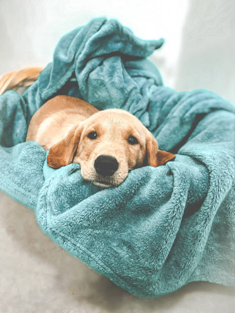 Sweet Yellow Labrador Retriever