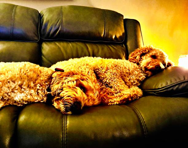 istock A Rough Football Sunday Afternoon 2187615739