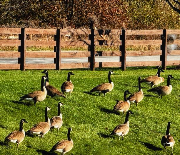 istock Canadian Geese Relaxing During Their Migration Flight 2187615871